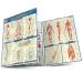 Image of Anatomy 2